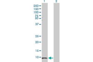 Western Blot analysis of SAA1 expression in transfected 293T cell line by SAA1 MaxPab polyclonal antibody. (SAA1 抗体  (AA 1-122))