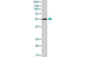 BTN1A1 MaxPab rabbit polyclonal antibody. (BTN1A1 抗体  (AA 1-526))