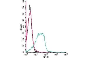 Cell surface detection of Adenosine A3 Receptor by indirect flow cytometry in live intact mouse  P815 mastocytoma cell line: + goat-anti-rabbit-FITC. (Adenosine A3 Receptor 抗体  (Extracellular))