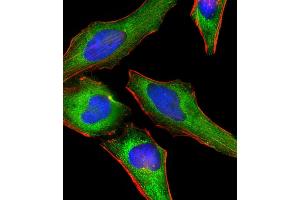 Immunofluorescent analysis of 4 % paraformaldehyde-fixed, 0. (DNM2 抗体  (AA 213-247))