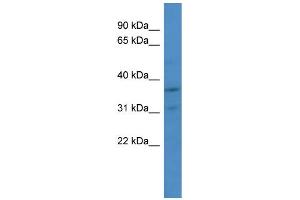 WB Suggested Anti-CDK2 Antibody Titration: 1. (CDK2 抗体  (Middle Region))