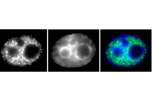 RNA pol II phospho Ser5 antibody (mAb) (Clone 1H4B6) tested by Immunofluorescence. (Rpb1 CTD 抗体  (pSer5))