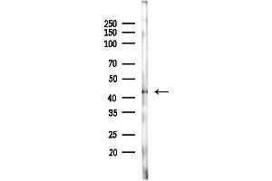 anti-Ret Finger Protein-Like 4A (RFPL4A) (Internal Region) antibody