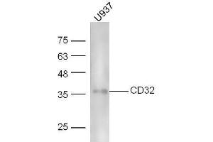 Fc gamma RII (CD32) (AA 201-300) 抗体