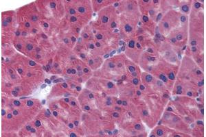 Mouse pancreas: Formalin-Fixed, Paraffin-Embedded (FFPE) (IFIH1 抗体  (C-Term))
