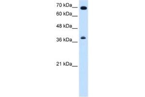 Western Blotting (WB) image for anti-Forkhead Box J1 (FOXJ1) antibody (ABIN2461630) (FOXJ1 抗体)