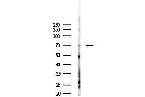 Western blot analysis of lysates from F10-LUC cells(heat-shock 45 min treatment), using GLCE Antibody at 1/1000 dilution.