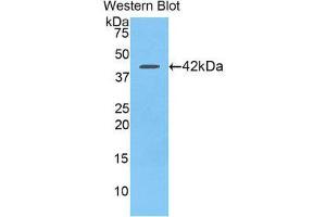 Western Blotting (WB) image for anti-Chemokine (C-C Motif) Ligand 21 (CCL21) (AA 5-132) antibody (ABIN1860568) (CCL21 抗体  (AA 5-132))