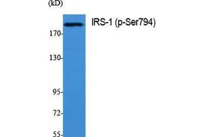 Western Blot (WB) analysis of specific cells using Phospho-IRS-1 (S794) Polyclonal Antibody. (IRS1 抗体  (pSer794))