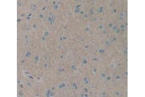 IHC-P analysis of Rat Tissue, with DAB staining. (IL1R1 抗体  (AA 386-553))