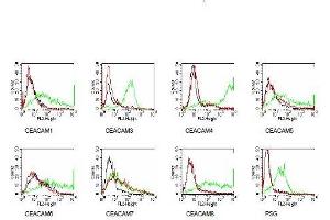 Members of the CEACAM family were expressed on BOSC cells after transient transfection with expression vectors containing either the cDNA of CEACAM1, 5, 6, 7, 8 or a recombinant trans-membrane-anchored PSG1 fusion protein. (CEACAM7 抗体)