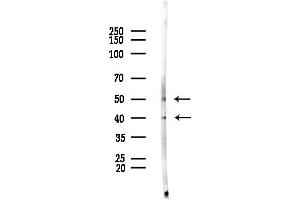 anti-Lysophosphatidic Acid Receptor 1 (LPAR1) (N-Term) antibody