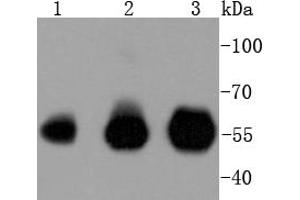 Lane 1: Hela, Lane 2: Jurkat, Lane 3: THP-1 lysates probed with IRF3 (4C3) Monoclonal Antibody  at 1:1000 overnight at 4˚C. (IRF3 抗体)