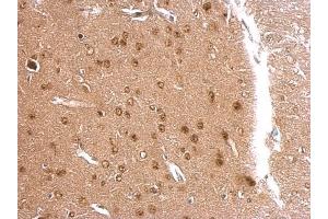 IHC-P Image APLP2 antibody [N1N2], N-term detects APLP2 protein at nucleus on mouse fore brain by immunohistochemical analysis. (APLP2 抗体  (N-Term))