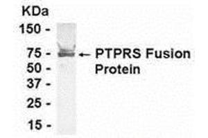Western Blotting (WB) image for anti-Protein tyrosine Phosphatase, Receptor Type, S (PTPRS) (AA 330-524) antibody (ABIN2468002) (PTPRS 抗体  (AA 330-524))