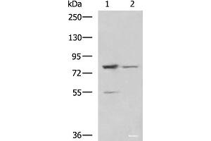 Western blot analysis of LO2 and 231 cell lysates using SORBS2 Polyclonal Antibody at dilution of 1:800 (Sorbs2 抗体)