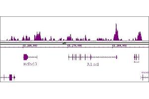 FOXG1 antibody (pAb) tested by ChIP-Seq. (FOXG1 抗体  (C-Term))