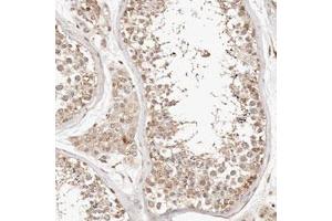 Immunohistochemical staining (Formalin-fixed paraffin-embedded sections) of human testis with KIF9 polyclonal antibody  shows moderate cytoplasmic positivity in cells in seminiferous ducts and Leydig cells. (KIF9 抗体)