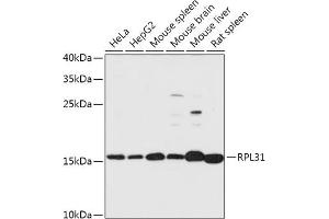 Western blot analysis of extracts of various cell lines, using RPL31 antibody (ABIN7270002) at 1:1000 dilution. (RPL31 抗体  (AA 5-105))