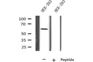 Western blot analysis on HEK-293 cell lysate using FBXW7 Antibody (FBXW7 抗体)