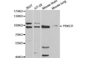 Western blot analysis of extracts of various cell lines, using PRKCE antibody. (PKC epsilon 抗体  (AA 488-737))