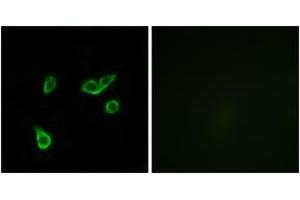 Immunofluorescence (IF) image for anti-G Protein-Coupled Receptor 35 (GPR35) (AA 51-100) antibody (ABIN2890874) (GPR35 抗体  (AA 51-100))