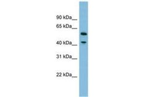 Image no. 1 for anti-Dihydrouridine Synthase 1-Like (DUS1L) (AA 359-408) antibody (ABIN6745180) (DUS1L 抗体  (AA 359-408))