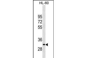 P26 Antibody (Center) (ABIN1881547 and ABIN2838850) western blot analysis in HL-60 cell line lysates (35 μg/lane). (MMP26 抗体  (AA 96-125))