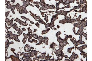 (ABIN185465) (7 μg/mL) staining of paraffin embedded Human Placenta.