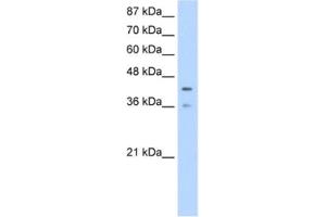 Western Blotting (WB) image for anti-Poly(rC) Binding Protein 4 (PCBP4) antibody (ABIN2462287) (PCBP4 抗体)