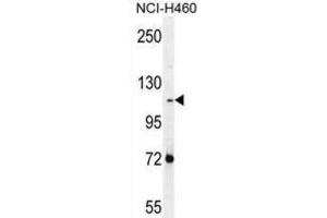 Western Blotting (WB) image for anti-Protocadherin alpha Subfamily C, 2 (PCDHAC2) antibody (ABIN2996555) (PCDHAC2 抗体)