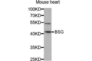 Western Blotting (WB) image for anti-Basigin (Ok Blood Group) (BSG) (AA 30-200) antibody (ABIN1512647) (CD147 抗体  (AA 30-200))