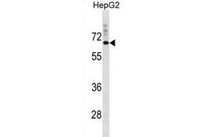SVOP Antibody (N-term) (ABIN1881859 and ABIN2839025) western blot analysis in HepG2 cell line lysates (35 μg/lane). (SVOP 抗体  (N-Term))