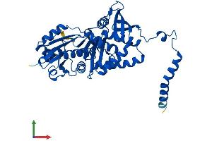 AlphaFold protein structure predicition of Mouse Recombinant Ass1 Protein, UniprotID P16460 (ASS1 Protein (AA 1-412) (His tag))