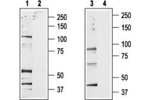 Western Blotting (WB) image for anti-Transient Receptor Potential Cation Channel, Subfamily V, Member 2 (TRPV2) (AA 735-750), (Intracellular) antibody (ABIN7043842)