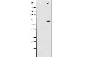 Western blot analysis of p70 S6 Kinase phosphorylation expression in serum treated 293 whole cell lysates,The lane on the left is treated with the antigen-specific peptide. (RPS6KB1 抗体  (pSer424))