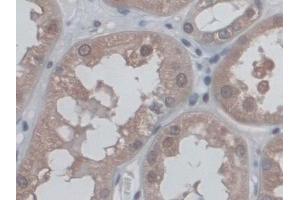 Detection of CD300c in Human Kidney Tissue using Polyclonal Antibody to CD300 Antigen Like Family Member C (CD300c)