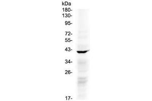 Western blot testing of human COLO320 cell lysate with NDRG3 antibody at 0. (NDRG3 抗体)