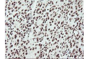 Image no. 10 for anti-Non-POU Domain Containing, Octamer-Binding (NONO) (AA 184-385) antibody (ABIN1491073)