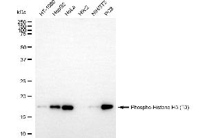 Western blotting analysis using phospho-Histone H3 (T3) antibody (ABIN7798974).