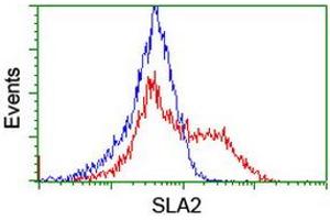 Image no. 9 for anti-Src-like-adaptor 2 (SLA2) antibody (ABIN1500948)
