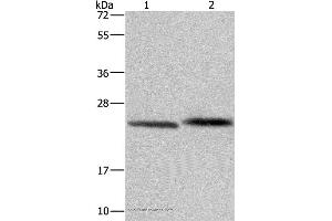 Western blot analysis of Human prostate tissue and Raji cell, using GLO1 Polyclonal Antibody at dilution of 1:400 (GLO1 抗体)
