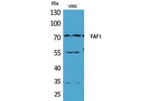 Western Blotting (WB) image for anti-Fas (TNFRSF6) Associated Factor 1 (FAF1) (Internal Region) antibody (ABIN3187693) (FAF1 抗体  (Internal Region))