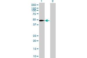 Western Blot analysis of SLC37A3 expression in transfected 293T cell line by SLC37A3 MaxPab polyclonal antibody. (SLC37A3 抗体  (AA 1-494))