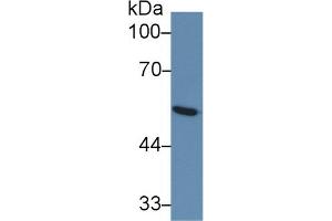 Western Blotting (WB) image for anti-Solute Carrier Family 2 (Facilitated Glucose Transporter), Member 1 (SLC2A1) (AA 251-329) antibody (ABIN7426217)