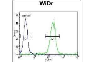 EGR1 Antibody (N-term) (ABIN389442 and ABIN2839514) flow cytometric analysis of WiDr cells (right histogram) compared to a negative control cell (left histogram). (EGR1 抗体  (N-Term))