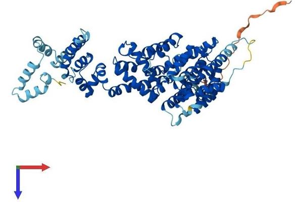 COBRA1 Protein (AA 1-580) (His tag)