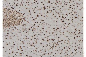 ABIN6277829 at 1/100 staining Mouse liver tissue by IHC-P. (TMX2 抗体  (N-Term))