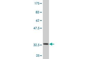 Western Blot detection against Immunogen (32. (COX15 抗体  (AA 92-152))