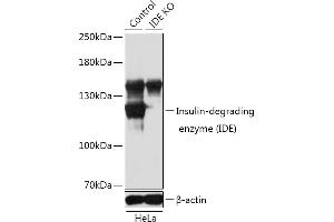 Western blot analysis of extracts from normal (control) and Insulin-degrading enzyme (Insulin-degrading enzyme (IDE)) knockout (KO) HeLa cells, using Insulin-degrading enzyme (Insulin-degrading enzyme (IDE)) antibody (ABIN3022284, ABIN3022285, ABIN3022286 and ABIN1513057) at 1:1000 dilution. (IDE 抗体  (AA 1-250))